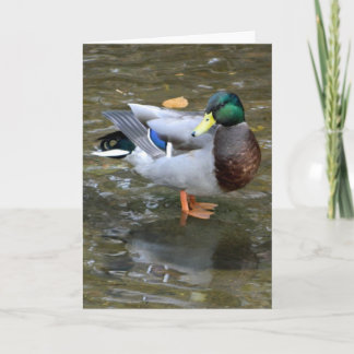 Cartão de Saudação de Mallard Duck