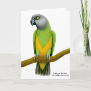Cartão de Saudação de Papagaio Senegal