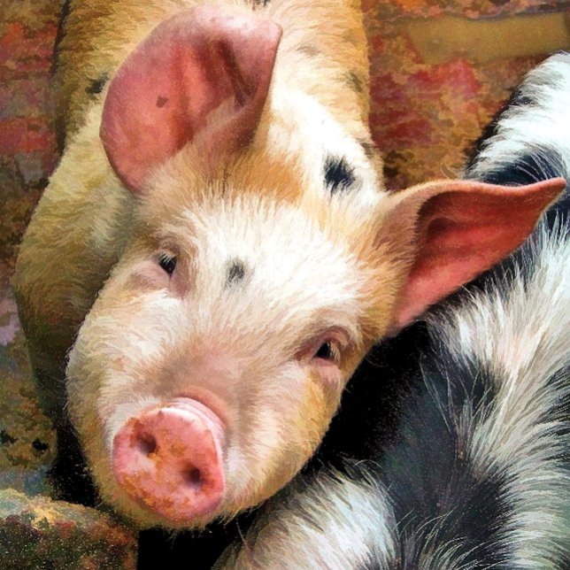 Cartão de saudação de PIG CUTE (Criador carregado)