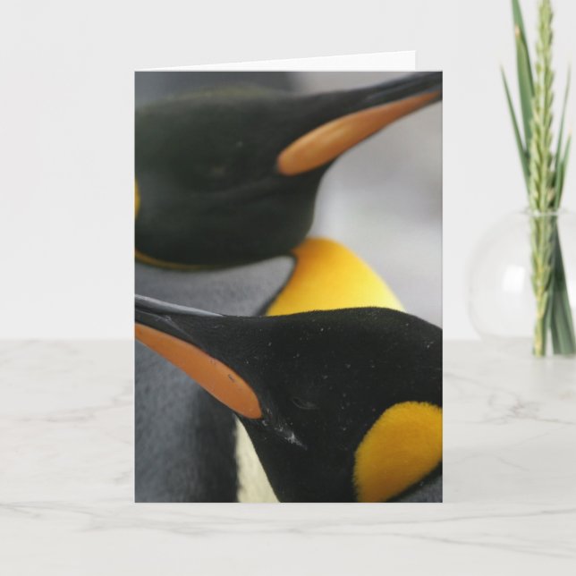 Cartão de saudação de pinguins (Frente)