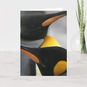 Cartão de saudação de pinguins