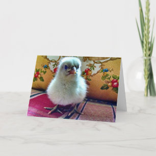 Cartão de saudação de Pintinho bebê