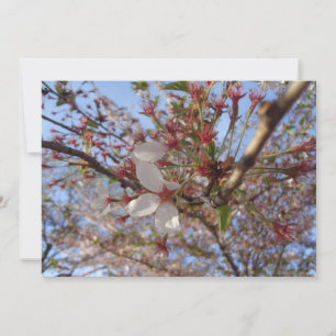 Cartão de Saudação de Primavera de Cereja