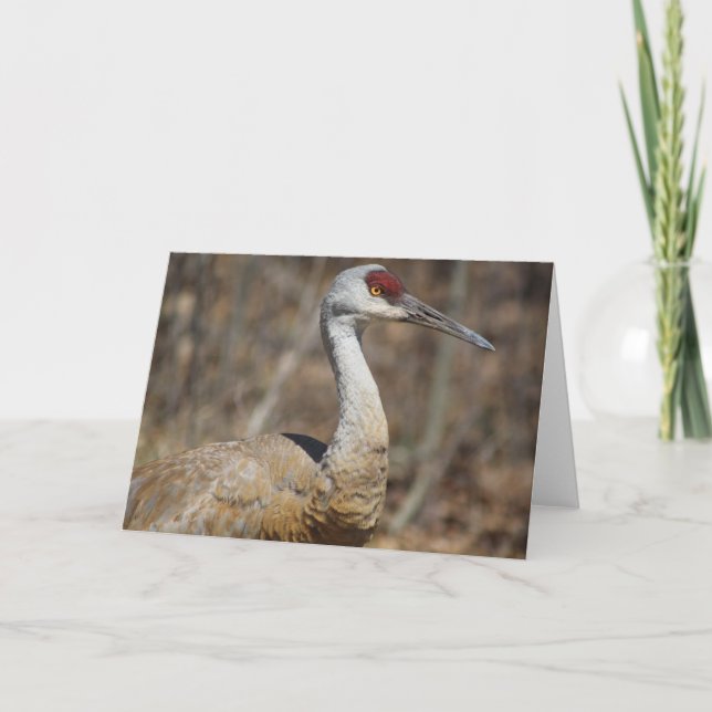 Cartão de saudação de Sandhill Crane! (Frente)