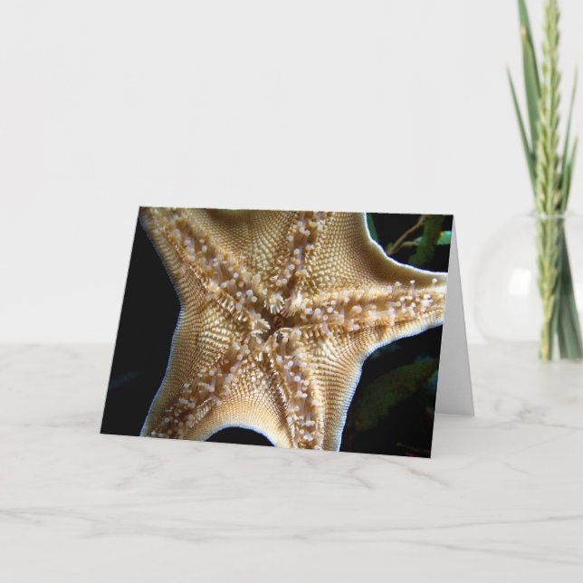 Cartão de Saudação de Starfish (Frente)