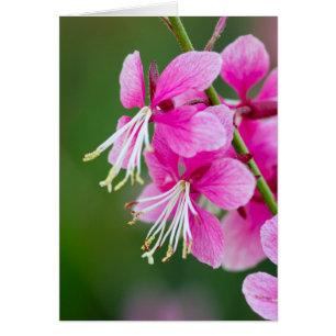 Cartão de Saudação de Texto Personalizável de Flor