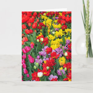 Cartão de saudação de tulipas primavera coloridas