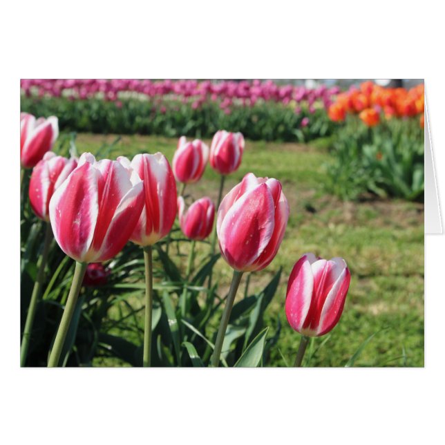 Cartão de saudação de tulipas rosa (Frente Horizontal)
