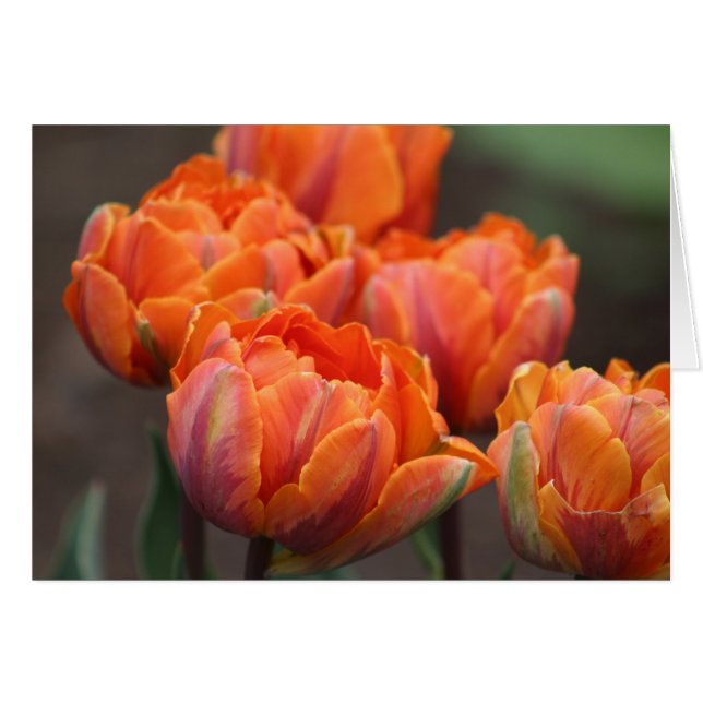 Cartão de saudação de Tulips Laranja. (Frente Horizontal)