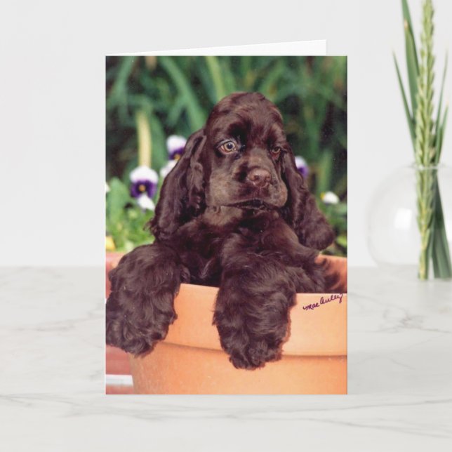 Cartão de saudação do Chocolate Cocker Spaniel (Frente)