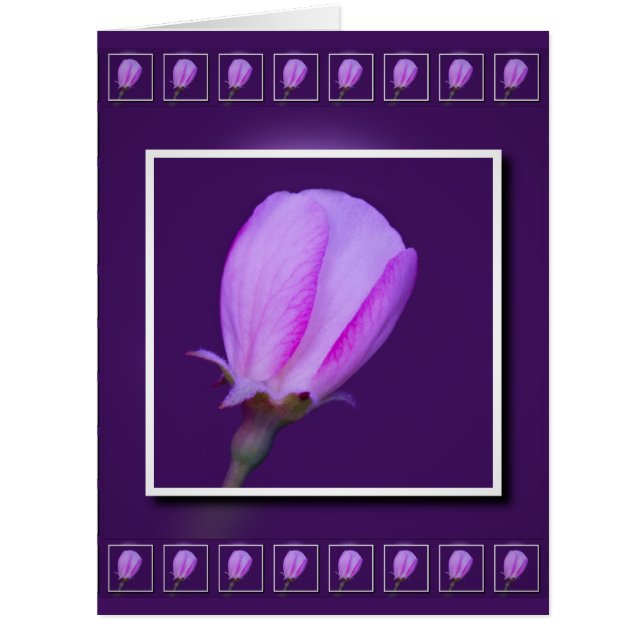 Cartão de Saudação do Flor do Primavera rosa e rox (Frente)