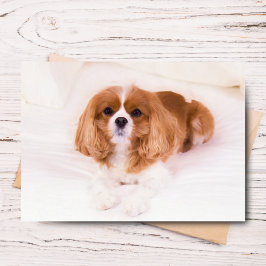 Cartão de Saudação do Pequeno Cavalier King Charle