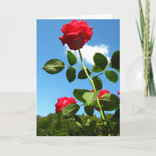 Cartão de saudação do Rosa vermelha