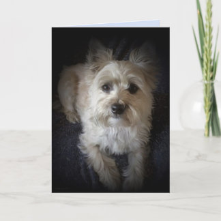 Cartão de saudação do Vazio "Cairn Terrier "Dog Lo