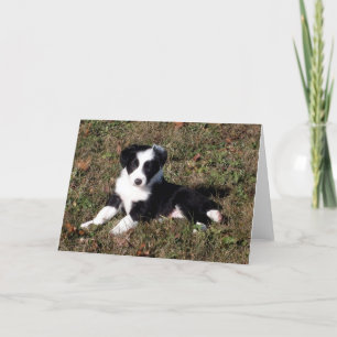 Cartão de saudação do Vazio de Retrato Collie Dog