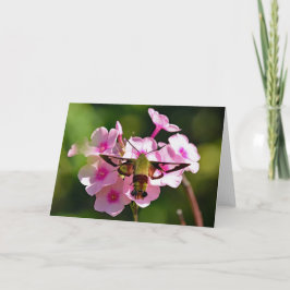 Cartão de Saudação do Vazio Hummingbird Moth