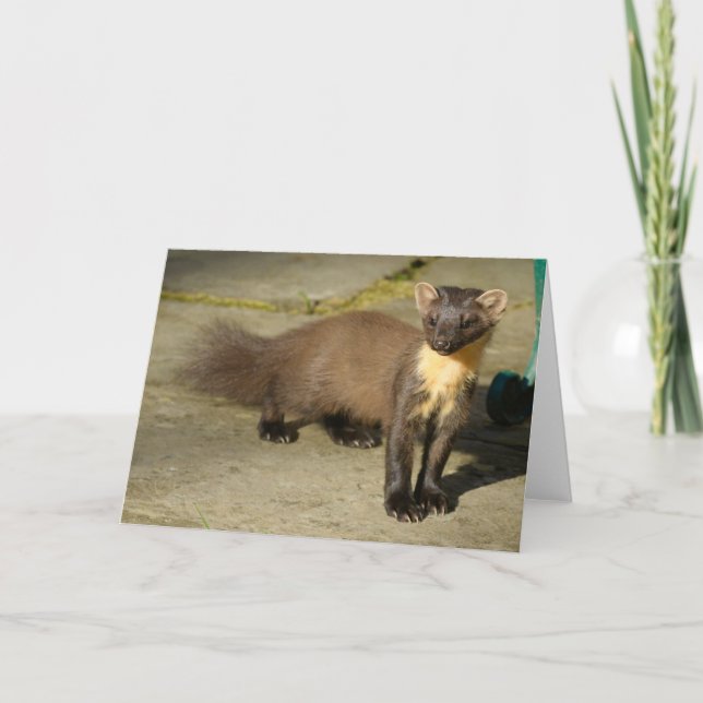 Cartão de Saudação Dobrada Pine marten (Frente)