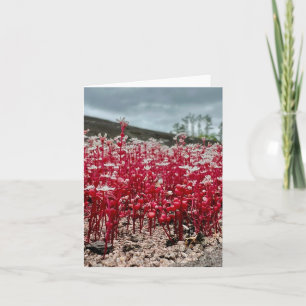 Cartão de saudação dobrado com foto de flor silves