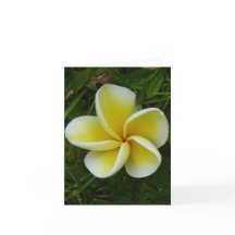 Cartão de Saudação Dobrado da Plumeria Havaiana Am