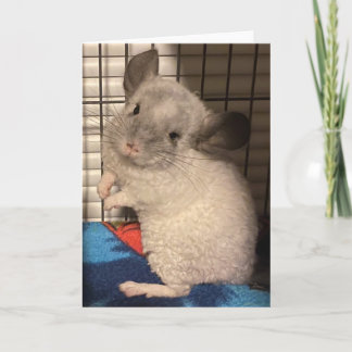 Cartão de saudação dobrado de Chinchilla