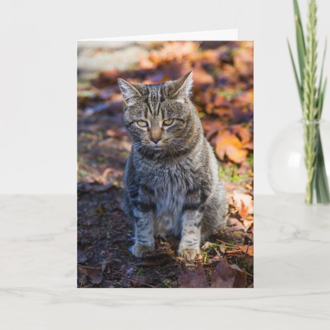 Cartão de Saudação Dobrado de Gato Funky (Frente)