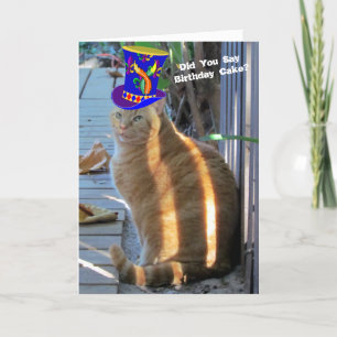 Cartão de Saudação Dobrado Engraçado Gato Gordo