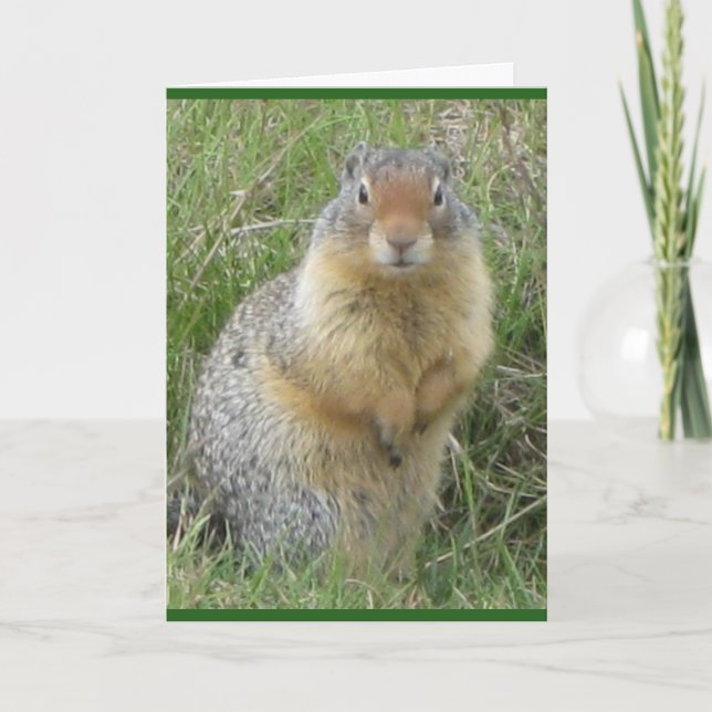 Cartão de saudação dobrado standard de 5" x 7" (Frente)