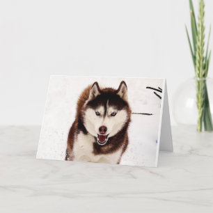 Cartão de saudação dobrável siberiano Husky