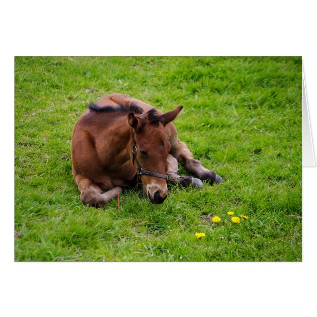 Cartão de saudação dos animais, dentro de vazio. (Frente Horizontal)