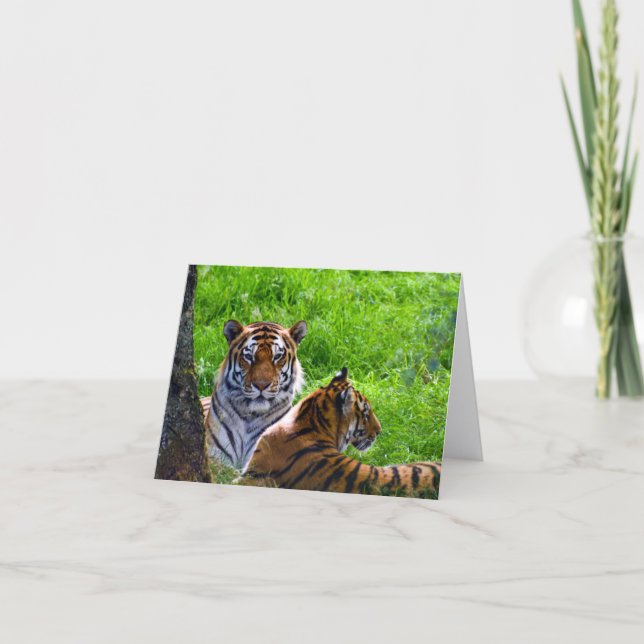 cartão de saudação dos tigres de Amur (Frente)