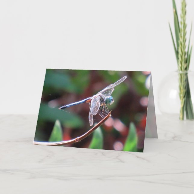 Cartão de Saudação Dragonfly (Frente)