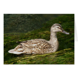 Cartão de Saudação Duck