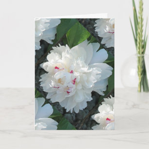 Cartão de Saudação e/ou Nota de Peony MultiPrecios