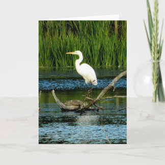 Cartão de saudação Egret Branco do excelente (Vazi