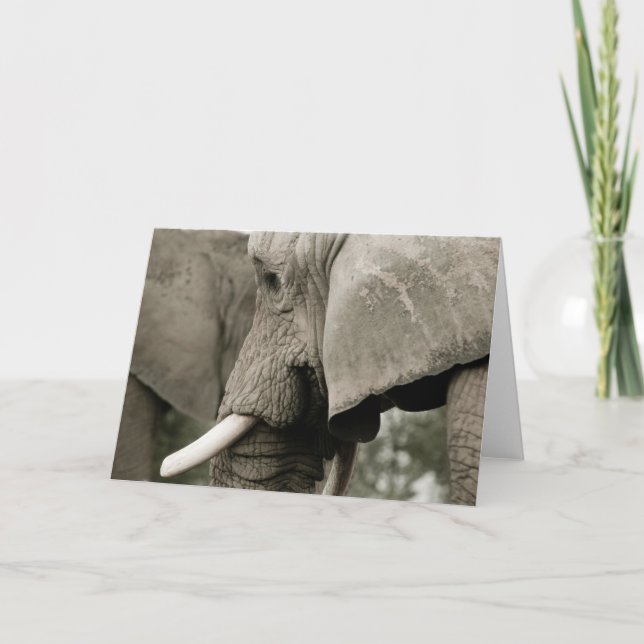 Cartão de Saudação Elefante (Frente)