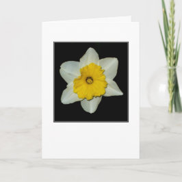 Cartão de Saudação em Branco com Narciso em Close-