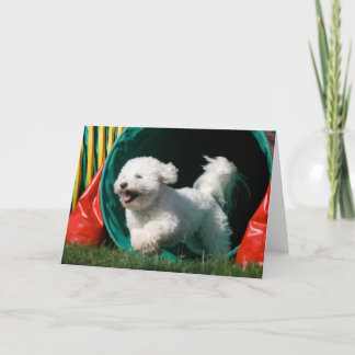 Cartão de Saudação Fotográfica "Bichon Frise Agili
