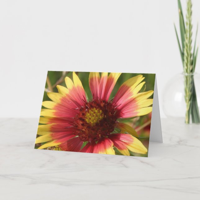 Cartão de Saudação Gaillardia (Frente)
