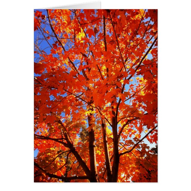 Cartão de Saudação Glória do Outono (Frente)