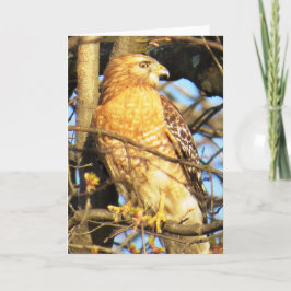 Cartão de Saudação Hawk com ombros vermelhos