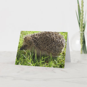 Cartão de Saudação Hedgehog