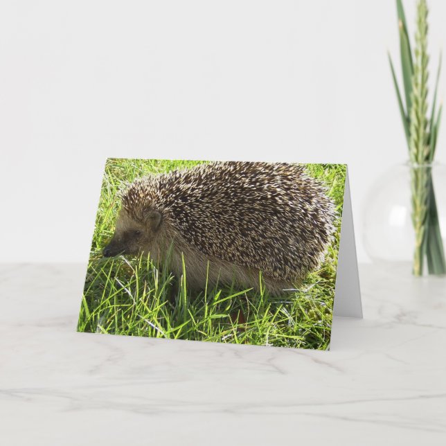 Cartão de Saudação Hedgehog (Frente)