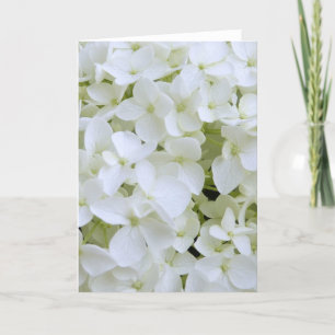 Cartão de Saudação - Hydrangea Branca