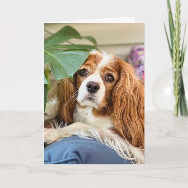 Cartão de Saudação King Charles Cavalier (Frente)