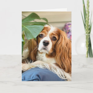Cartão de Saudação King Charles Cavalier