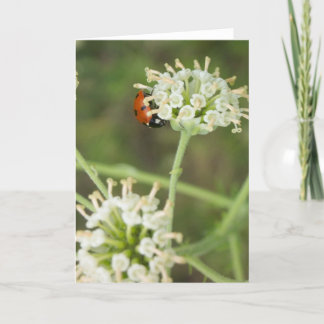 Cartão de Saudação Ladybug 01