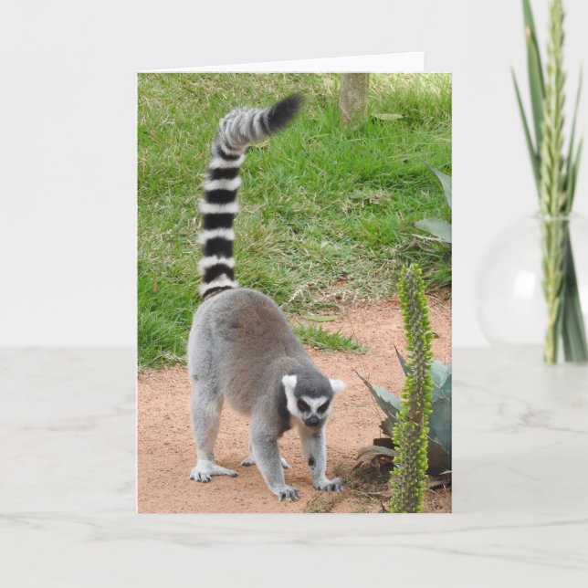 Cartão de Saudação Lemur (Frente)