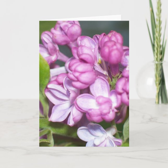 Cartão de saudação Lilac (Frente)