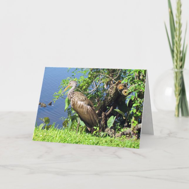 Cartão de Saudação Limpkin (Frente)