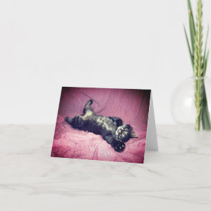 Cartão de Saudação Maine Coon Cat Kitten